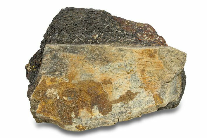 Hadrosaur Bone Section - Montana #287388